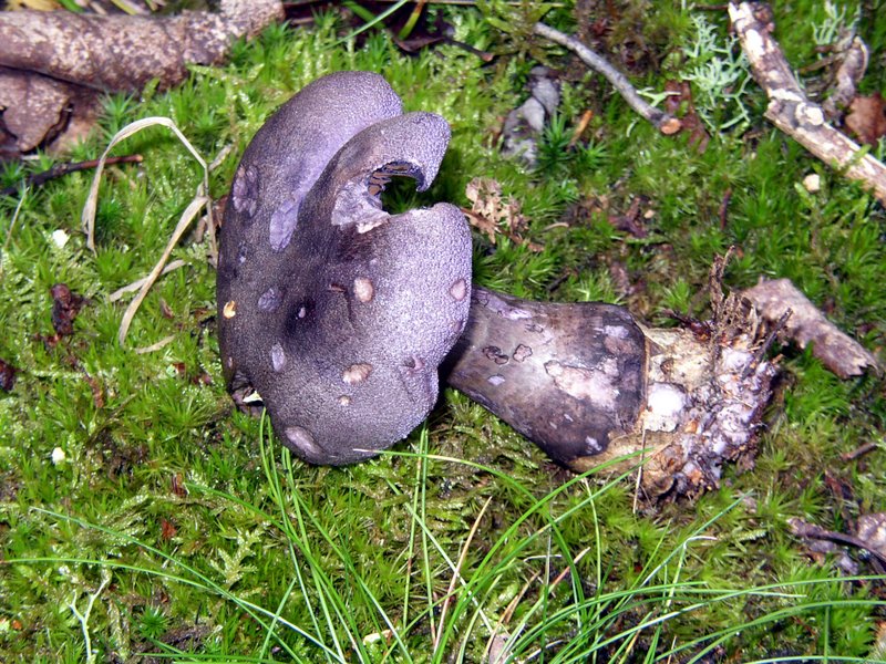 Cortinaire violet   Cortinarius violaceus